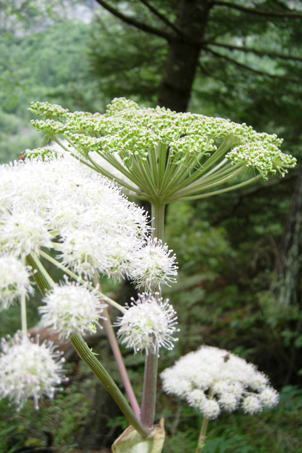 Angelica sylvestris